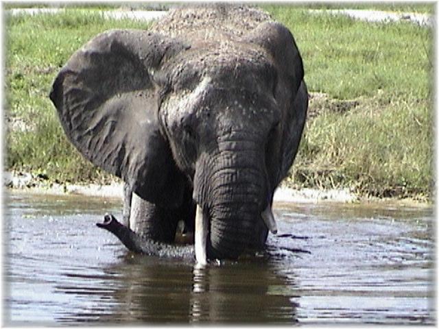 AFRICAN ELEPHANT 0180